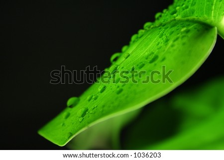 Water droplets on a leaf. Lighting from below.