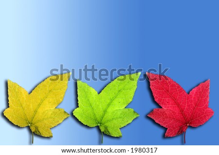 Three season leaves (autumn, summer and spring) on a blue background with clipping path and copy space.