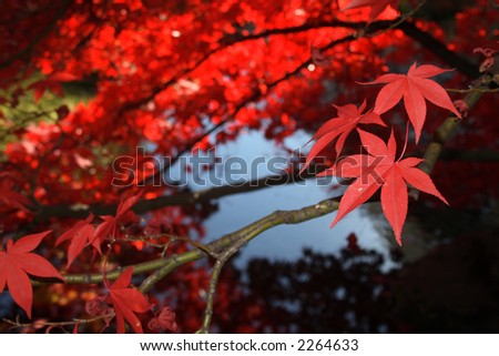 Japanese garden with bright red maple and dark branches.