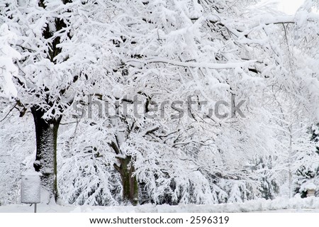 Lone tree covered with white snow against a snowy background. Winter Scene.