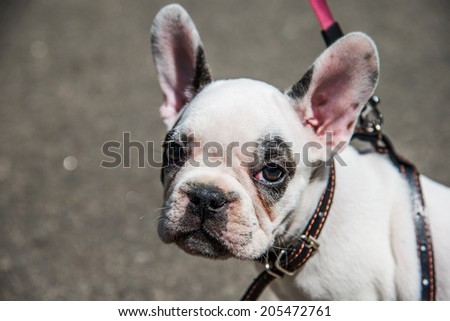 Muzzle dog breed French bulldog looking to frame