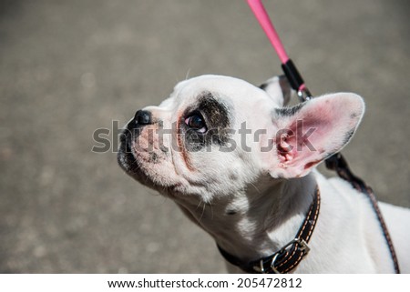 Muzzle French Bulldog dog breed profile
