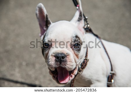 Muzzle dog breed French bulldog during yawning