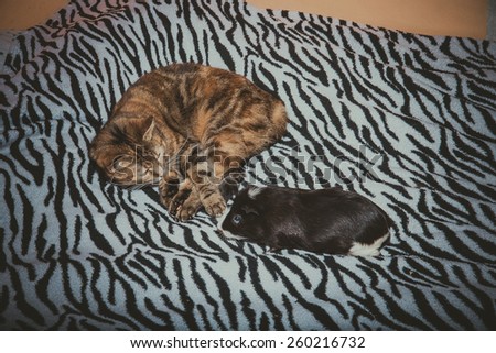 Cat looking at a guinea pig