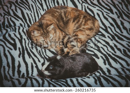 Cat looking at a guinea pig