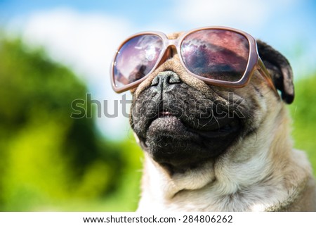 Muzzle dog in sunglasses
