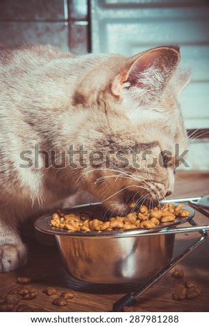The cat has a cat food