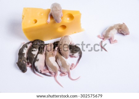 Most rat rats with children eat a big piece of cheese