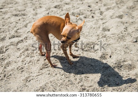 Dog Toy Terrier