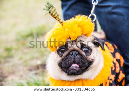 Dog Mops. Costume Pumpkin for a holiday Halloween