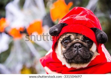 Dog Mops. A dog wearing a devil costume with horns