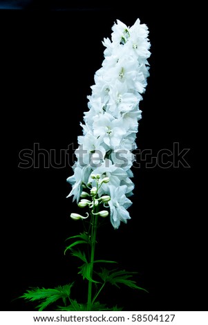 of white delphinium flower