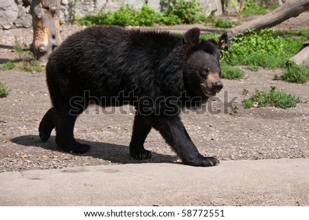 Single dangerous Asian black bear (Ursus thibetanus) strolling impatiently