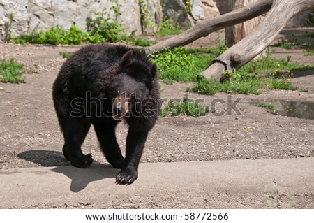 Single dangerous Asian black bear (Ursus thibetanus) strolling impatiently