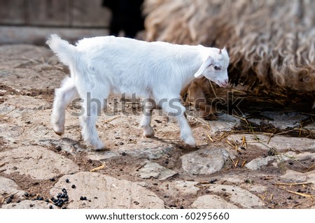 Single white baby goat surrounded by other domesticated animals on the farm