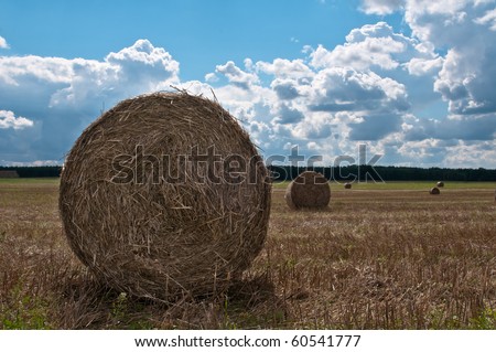 Golden stacks of hay in the harvested field under dramatic clouds