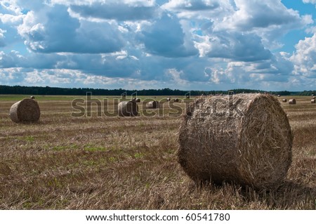 Golden stacks of hay in the harvested field under dramatic clouds