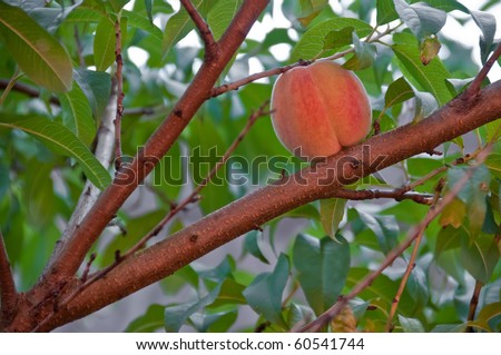 Peach fruit ripening on the tree in the autumn orchard in warm sunset light