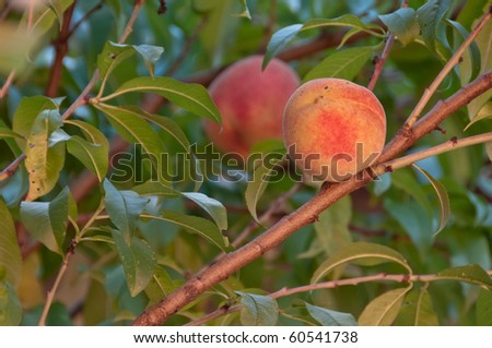 Two peach fruits ripening on the tree in the autumn orchard in warm sunset light