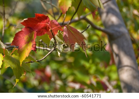 Tree leaves turn beautiful red for season change in  autumn