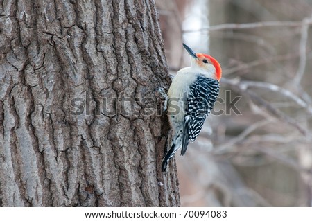 Red bellied woodpecker (Melanerpes carolinus) sits on a tree in the park