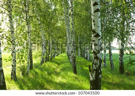 Birch forest. Birch Grove. White birch trunks. Spring sunny forest.