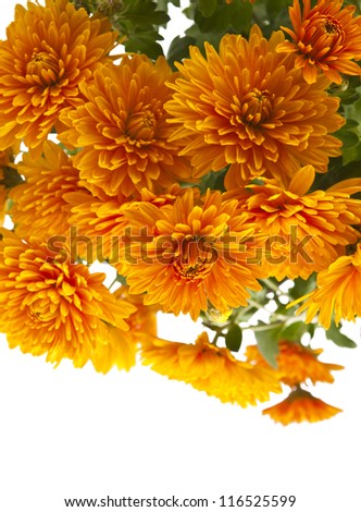 orange chrysanthemum isolated on white background