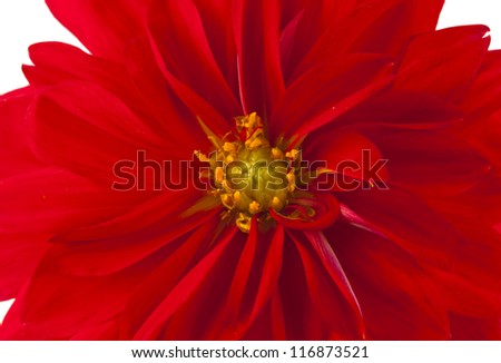 red dahlia isolated on white background