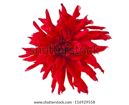 red dahlia isolated on white background
