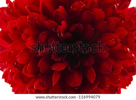 red chrysanthemum with drops isolated on white background