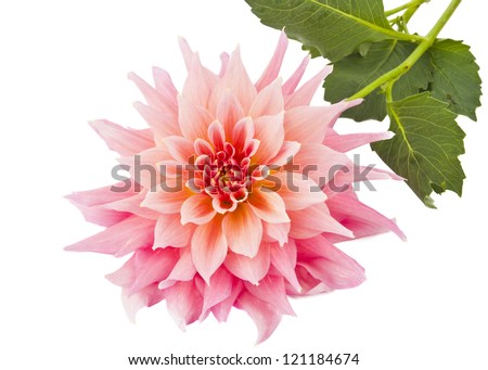 pink of a dahlia isolated on white background