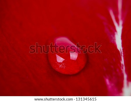 texture of red rose petal with a drop