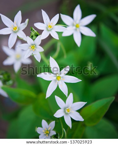 wild garlic flowers at springtime, edible culinary herb