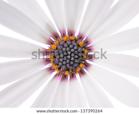 beautiful white daisy on a white background