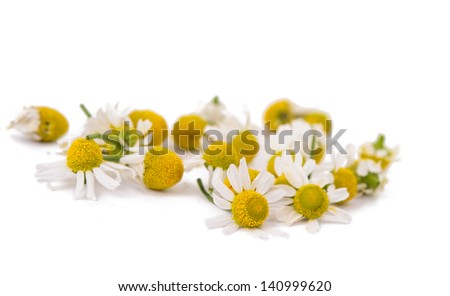 Medical Chamomile isolated on white background Medical Chamomile isolated on white background