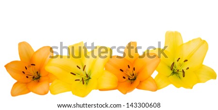 Beautiful orange lilies, isolated on white