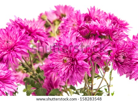 pink chrysanthemum isolated on a white background