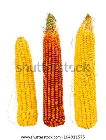 maize cobs isolated on white background