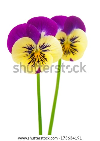 pansy flower isolated on white background