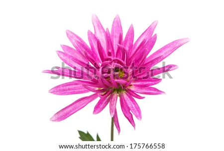 pink chrysanthemum isolated on a white background