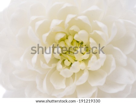 chrysanthemum on white background