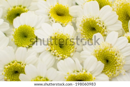 white small flowers on a white background
