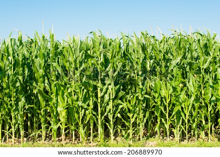 Detailed view of still unripe maize plants growing on the field.