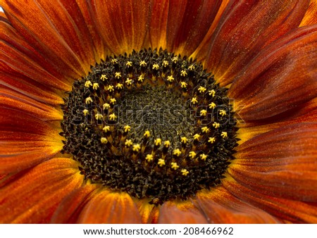 decorative sunflower close-up