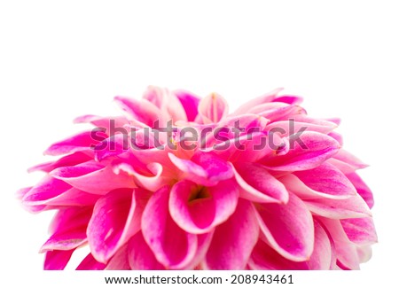 pink dahlia isolated on white background