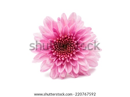 beautiful chrysanthemum isolated on white background