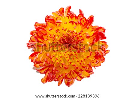 Red Yellow chrysanthemum on white background