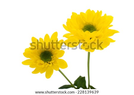 Yellow chrysanthemum on white background