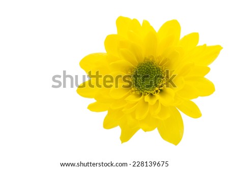 Yellow chrysanthemum on white background