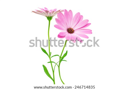 White and Pink Osteospermum Daisy or Cape Daisy Flower Flower Isolated over White Background. Macro Closeup